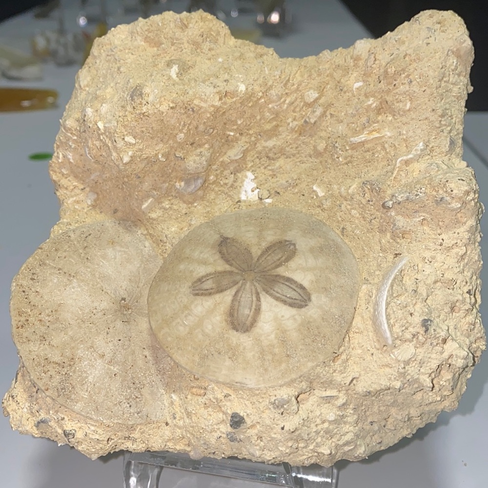 Sand dollar fossils in matrix - specimen ‘F’